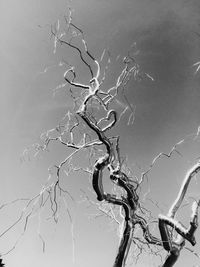 Close-up of bare tree against clear sky