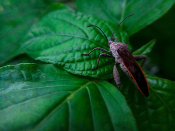 Close-up of insect on leaf