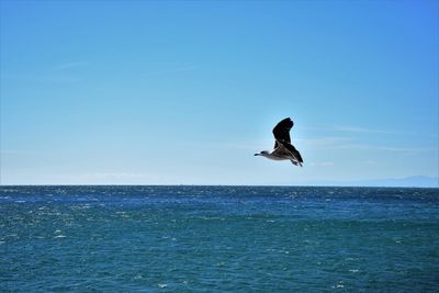 Seagull flying over sea against clear blue sky