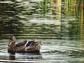 Side view of a duck swimming in lake