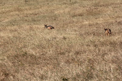 High angle view of an animal on field