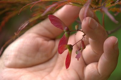 Cropped image of person touching maple tree