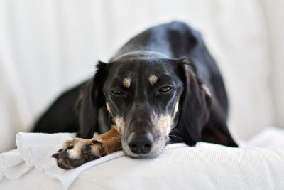 Portrait of dog relaxing on bed at home