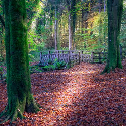 Trees growing in forest during autumn