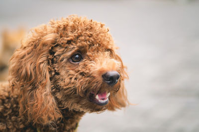 Close-up portrait of a dog