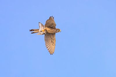 Low angle view of eagle flying against clear blue sky