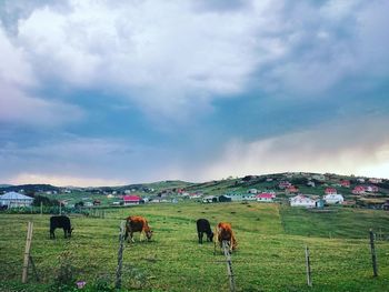Cows grazing on grassy field against cloudy sky