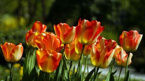 Close-up of red tulips