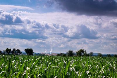 Scenic view of agricultural field against sky