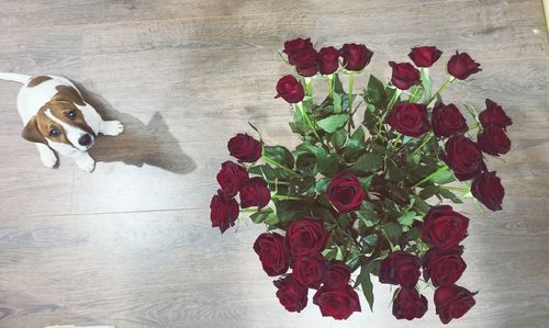 High angle view of roses on table