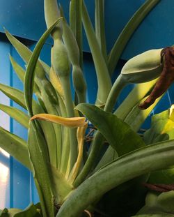 Close-up of yellow flower