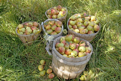 High angle view of apples