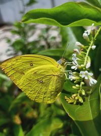 Close-up of butterfly pollinating flower