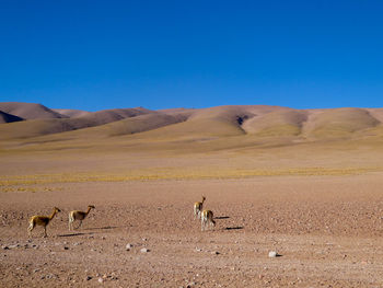 Four guanacos / llamas in desert lanscape and blue sky