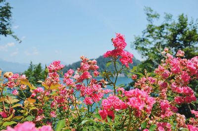 Pink flowers blooming in park