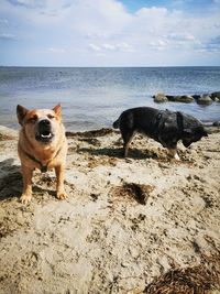 Dog standing on beach