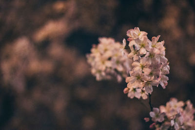 Close-up of pink flowers on tree