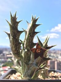 Close-up of plant against blurred background