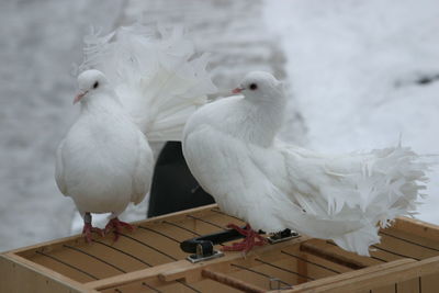 Close-up of seagull perching on roof