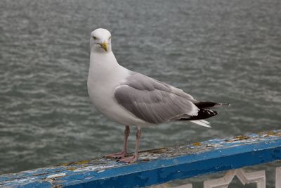 Seagull perching on wooden post