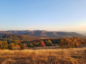 Scenic view of field against clear sky