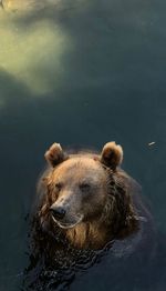 High angle view of bear swimming in lake