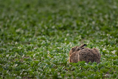 Hare on relaxing on grassy field