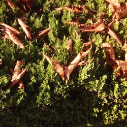 Close-up of lizard on tree
