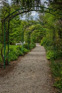 Footpath amidst trees