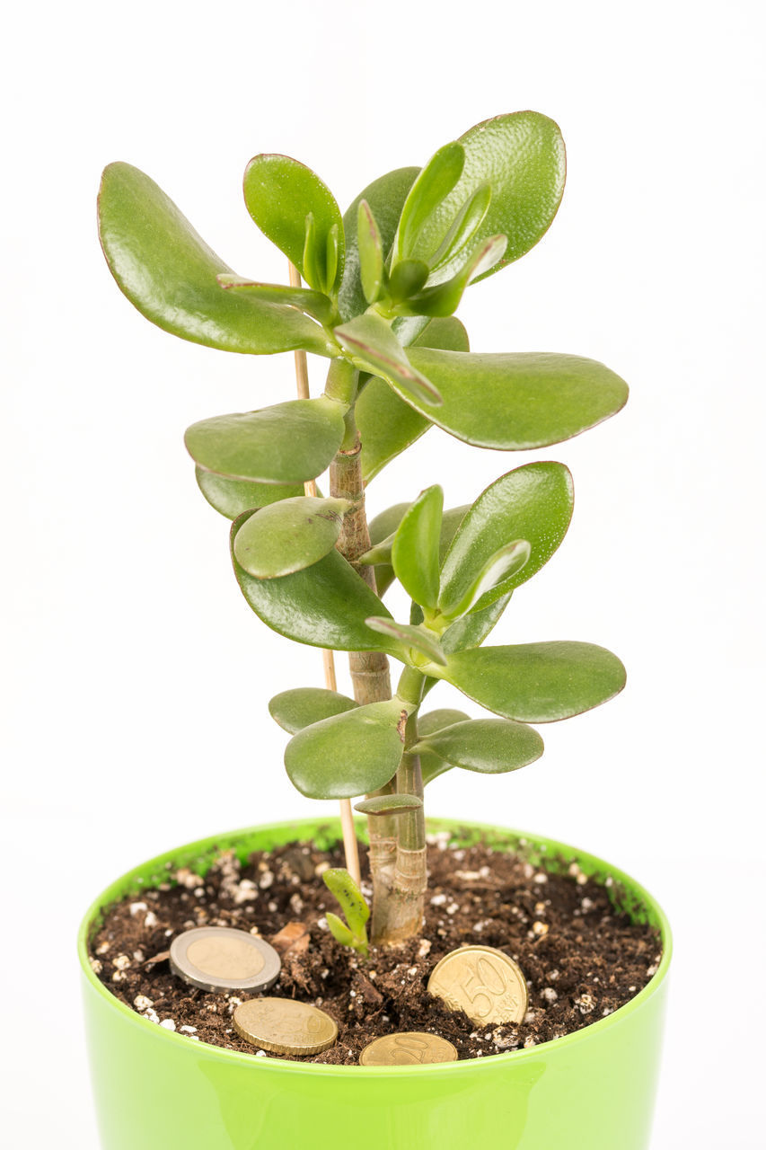 CLOSE-UP OF SMALL POTTED PLANT