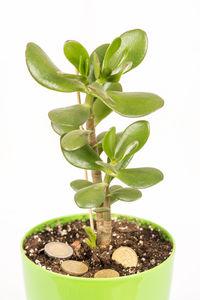 Close-up of small plant in pot against white background