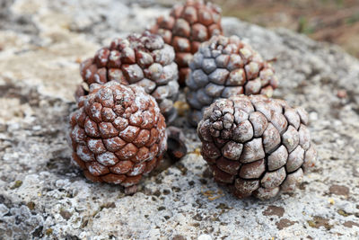 Close-up of pine cones