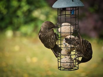 Close-up of bird perching on feeder