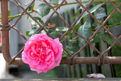 Close-up of pink rose blooming outdoors