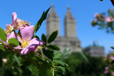 Close-up of pink flowering plant against sky