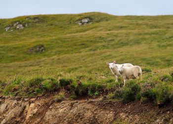 Sheep in a field