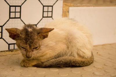 Cat resting on wall