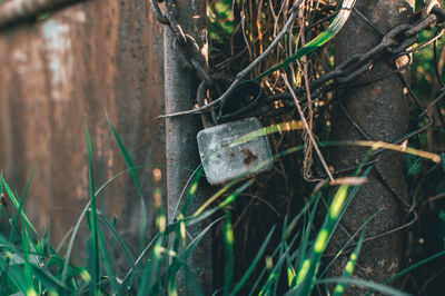 Close-up of an animal on grass
