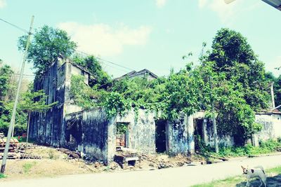 Trees growing against sky