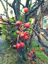 Close-up of red berries growing on tree