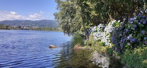 Ducks in a lake