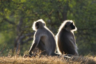 Monkeys sitting on a field