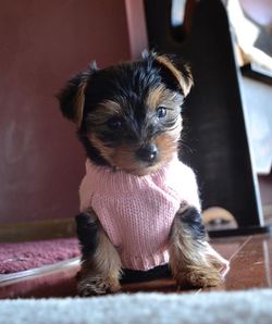 Portrait of dog at home