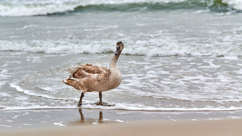 Young brown colored white swan walking by blue waters of sea. swan chick. mute swan cygnus olor