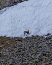 Horse standing on rock