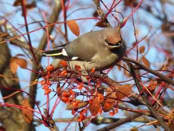 Low angle view of bird perching on branch