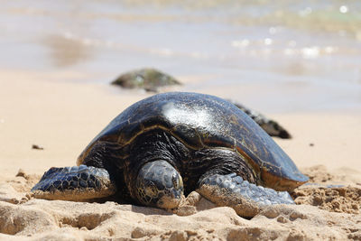 Close-up of turtle on beach