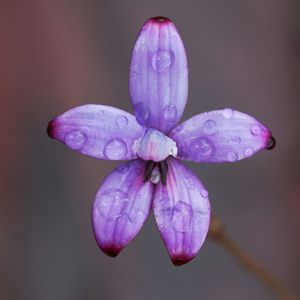 Close-up of purple flower