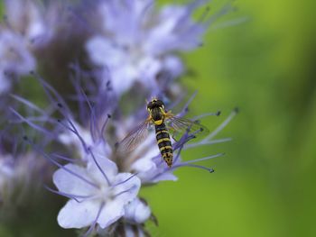 Close-up of insect on flower