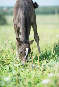 Close-up of foal grazing on grass